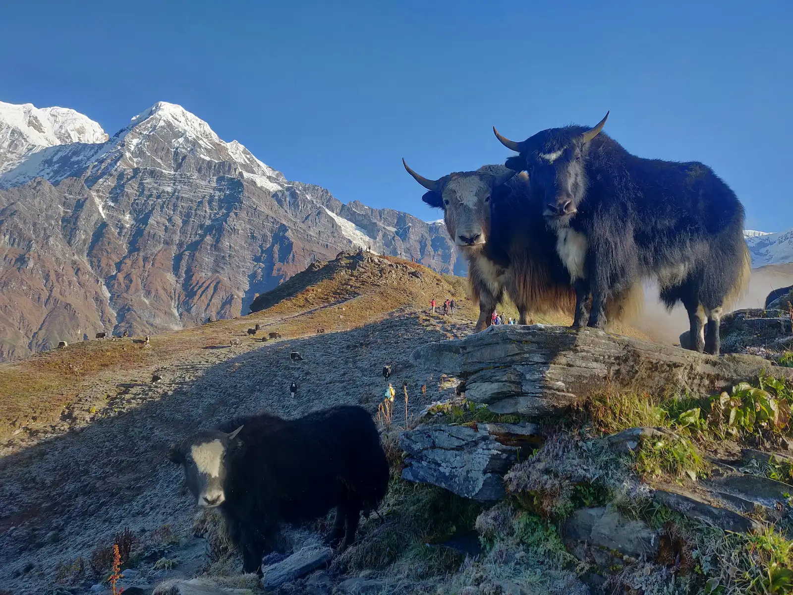 Yaks grazing in Upper Mustang